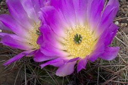 echinocereus thumbnail graphic